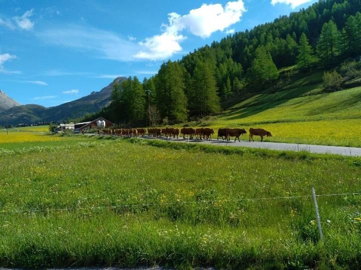 vaches au coeur des montagnes