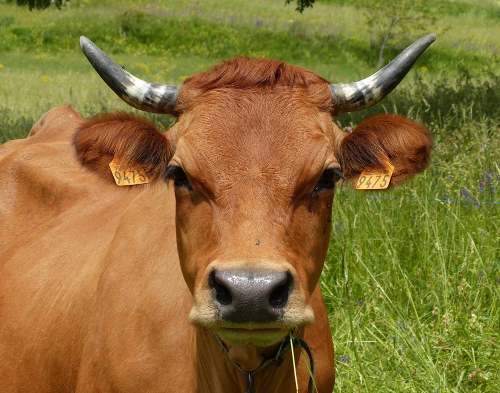 vache rousse