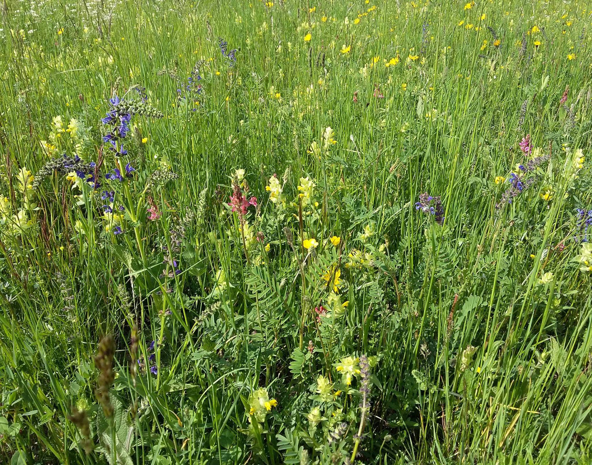 flore des hautes-alpes