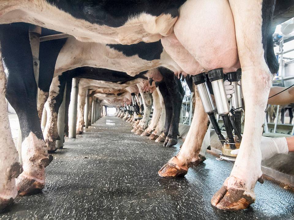 traite des vaches