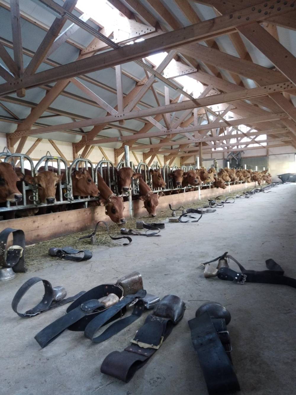 étable des vaches