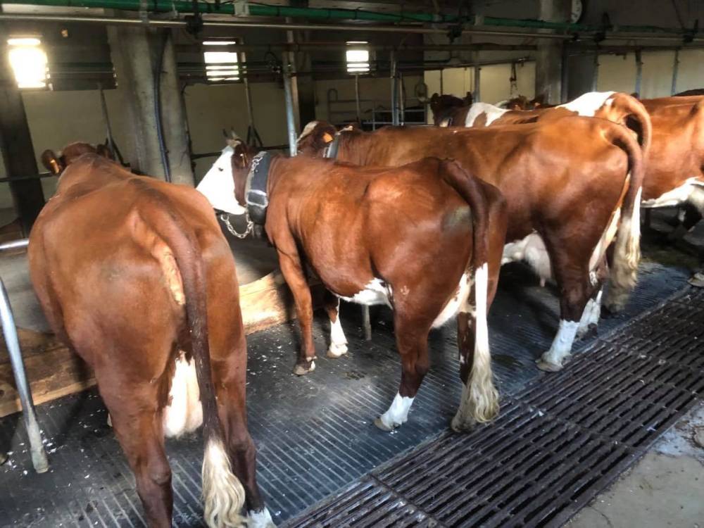 vaches