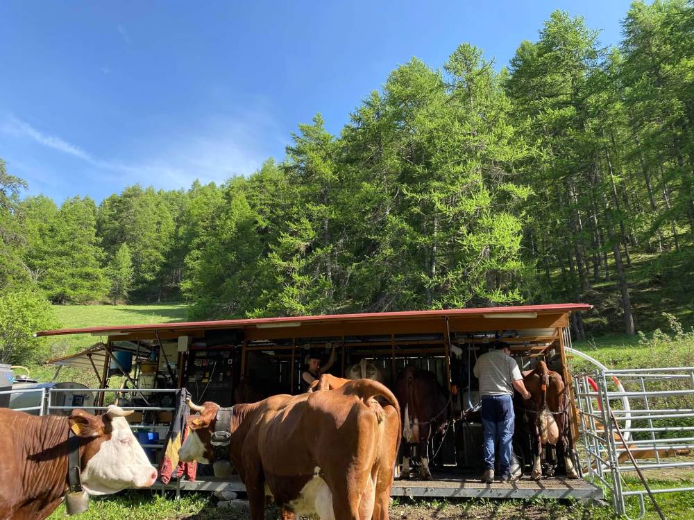 traite des vaches en pleines montagnes
