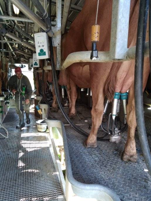 traite des vaches