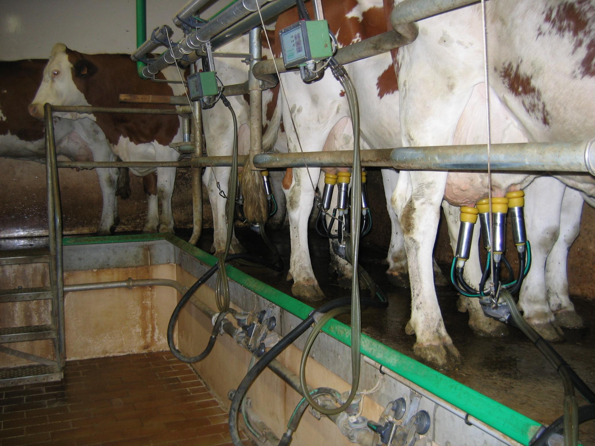 traite des vaches